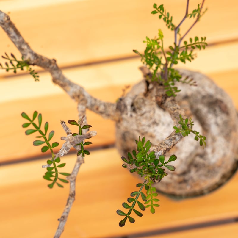 オペルクリカリア パキプス-OP13 | Supervoid Caudex