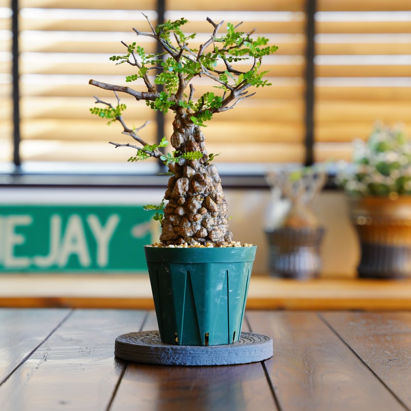 オペルクリカリア パキプス-OP45 | Supervoid Caudex