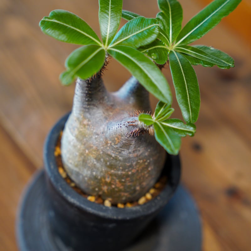 パキポディウム グラキリス-PG269 | Supervoid Caudex