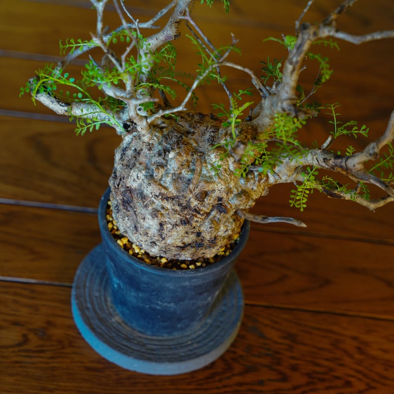 オペルクリカリア パキプス-OP52 | Supervoid Caudex