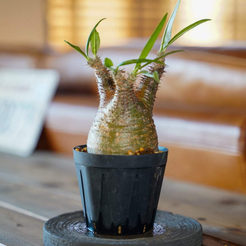 パキポディウム グラキリス-PG266 | Supervoid Caudex