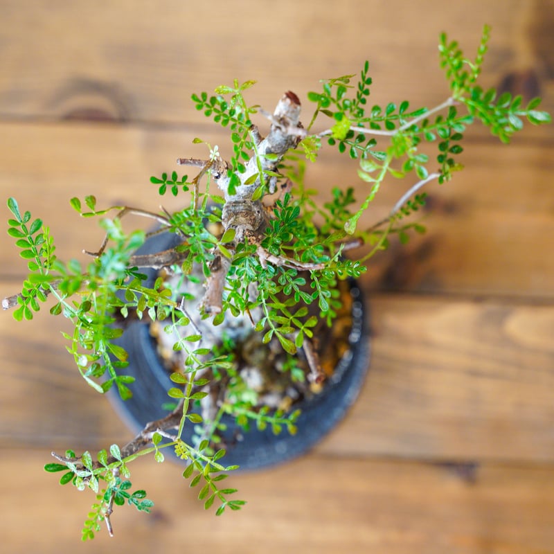 オペルクリカリア パキプス-OP26 | Supervoid Caudex