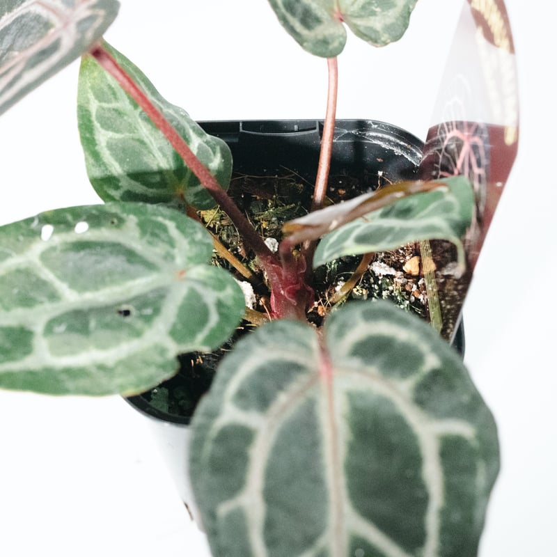 アンスリウム・ミシェル（Anthurium 'Michelle'） _250511B_6/8写