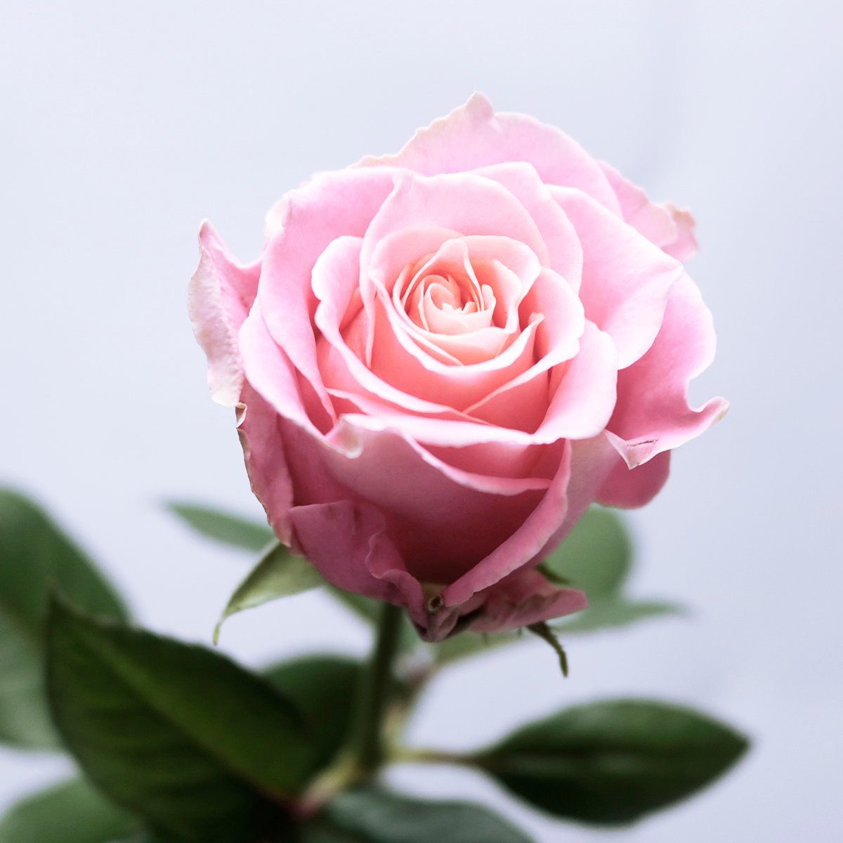 オプション】生花バラ (注文個数1で1本) | hana GRADATION 華月 -Kad