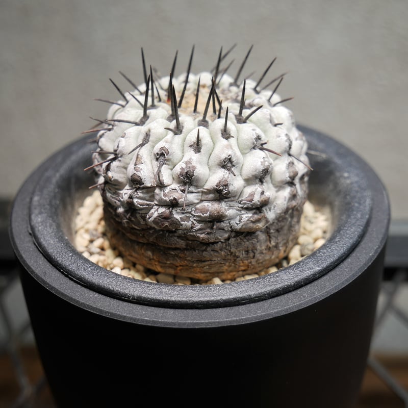 コピアポア コルムナアルバ 孤竜丸 A | Green Shop MITSUBACHI