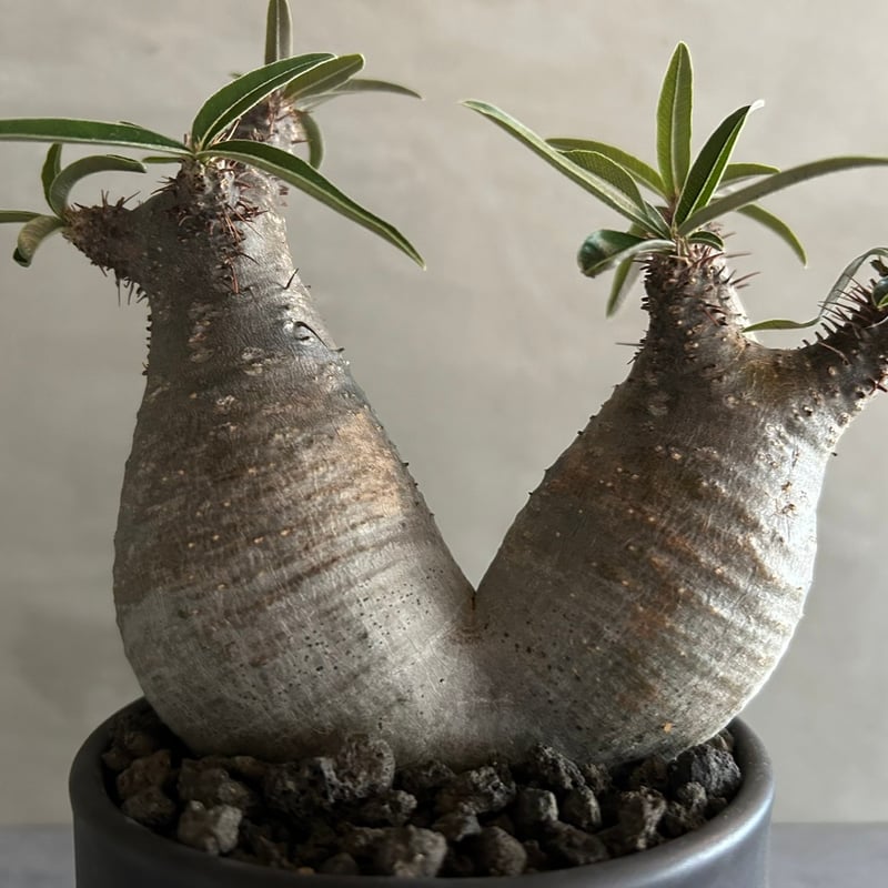 パキポディウム グラキリス ダブル GOODDAYS/黒鉢セット【23oct22.n2-4