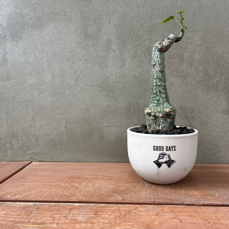 アデニア クリスタルグリーン【GOODDAYS/white鉢セット】23may19.n2-3