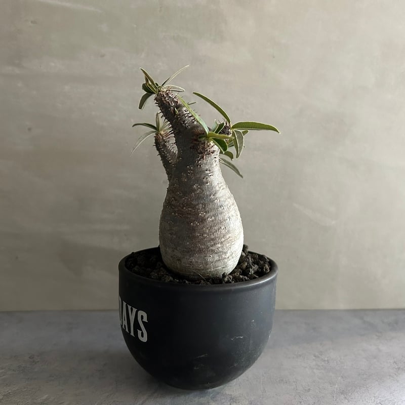 パキポディウム グラキリス ダブル GOODDAYS/黒鉢セット【23oct22.n2-4