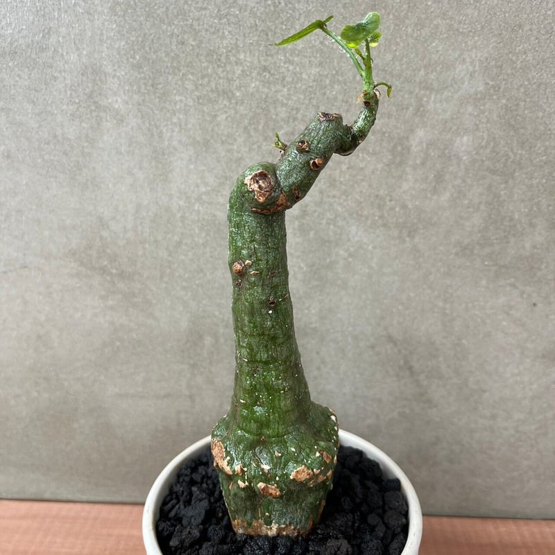 アデニア クリスタルグリーン【GOODDAYS/white鉢セット】23may19.n2-3