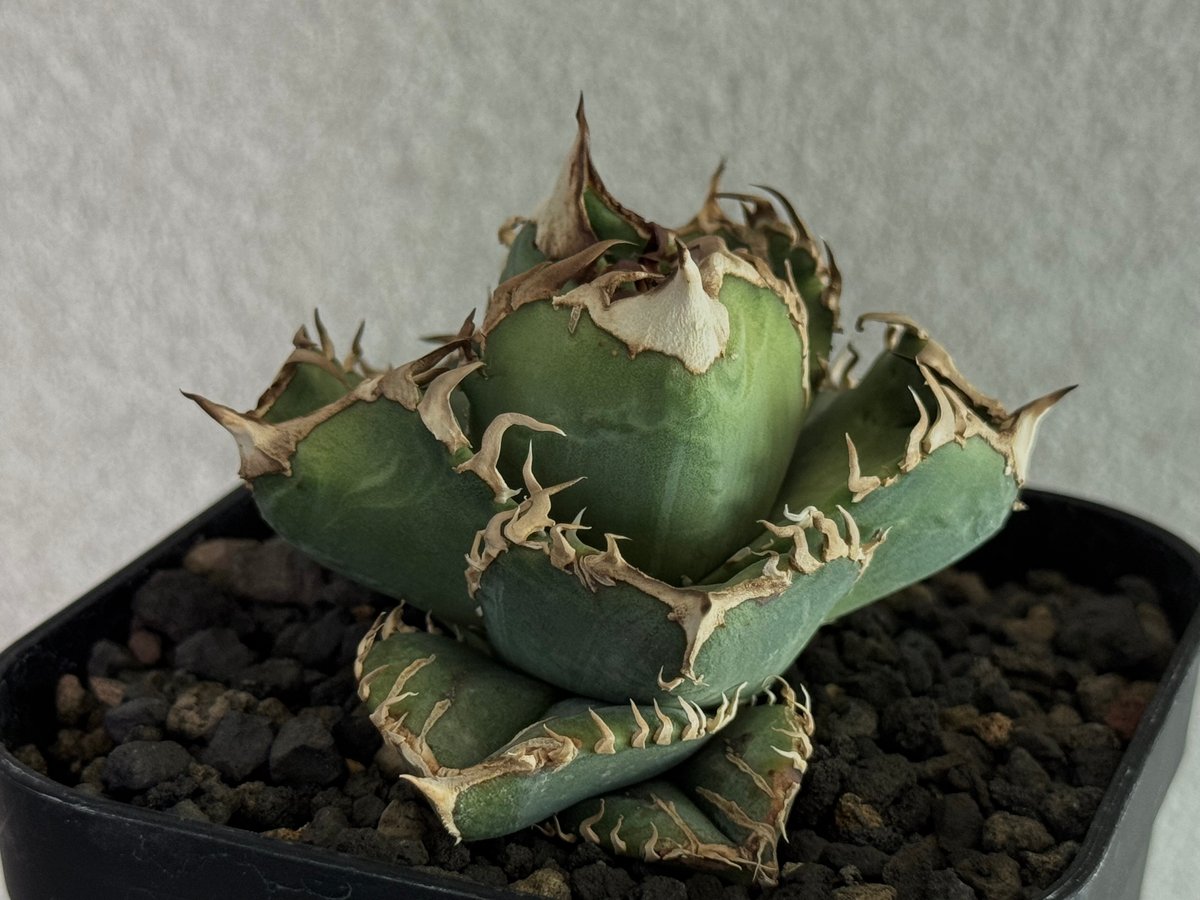 アガベ・チタノタ 皇冠(台湾Lize産)-006｜agave titanota Crown |