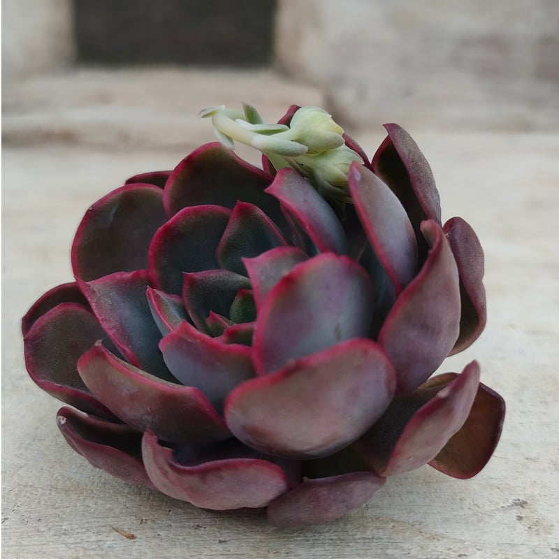 ダルピナ エケベリア カット苗 | 多肉植物カット苗の通販 | エケベリア