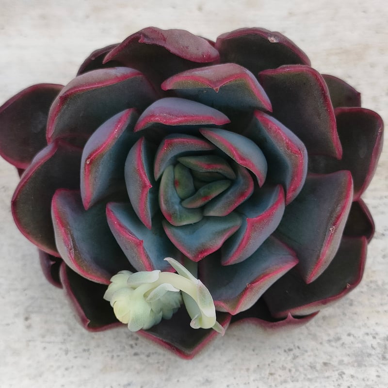 ダルピナ エケベリア カット苗 | 多肉植物カット苗の通販 | エケベリア