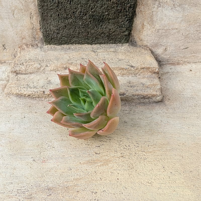 スイートピンク エケベリア カット苗 | 多肉植物カット苗の通販