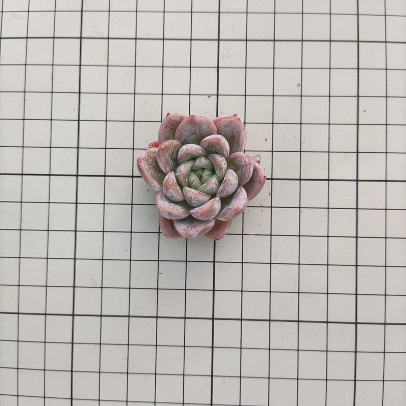 エルサ エケベリア カット苗 | 多肉植物カット苗の通販 | エケベリア