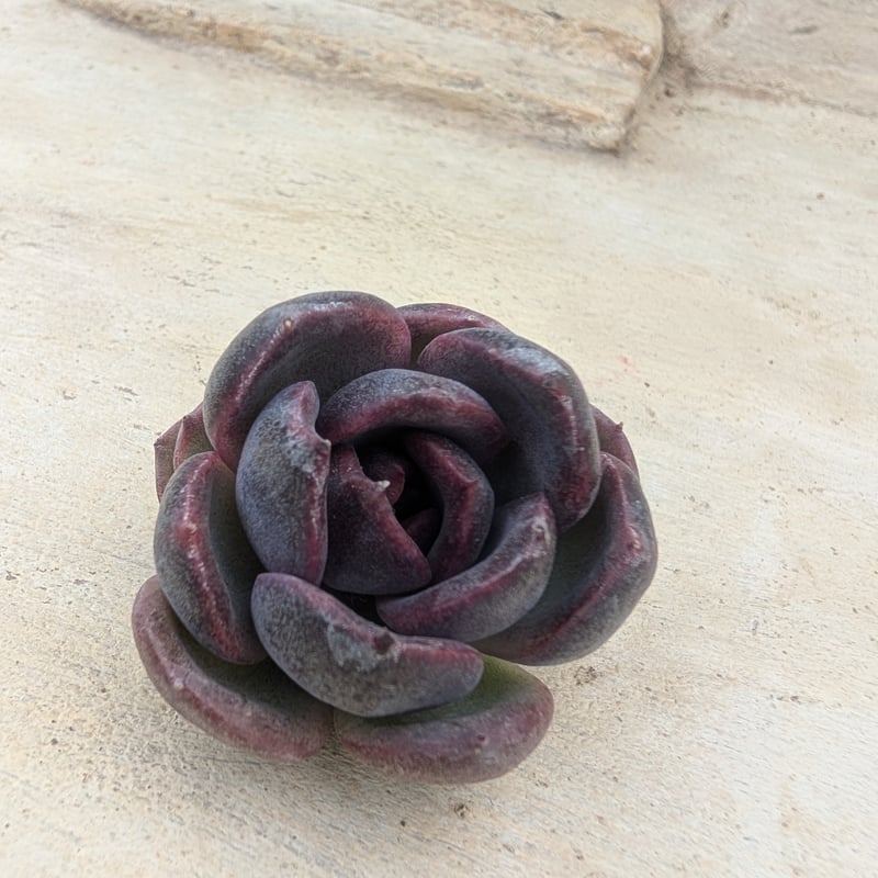 ブラックワイン エケベリア カット苗 | 多肉植物カット苗の通販