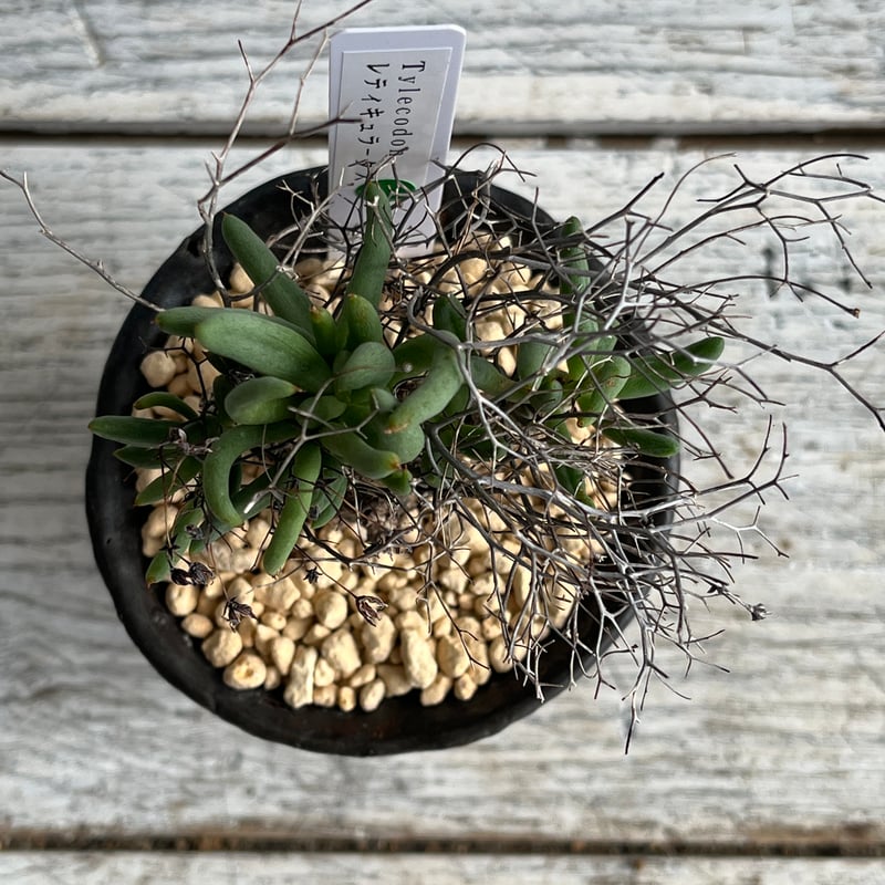 チレコドン レティキュラータス（万物想） | Hanayoshi