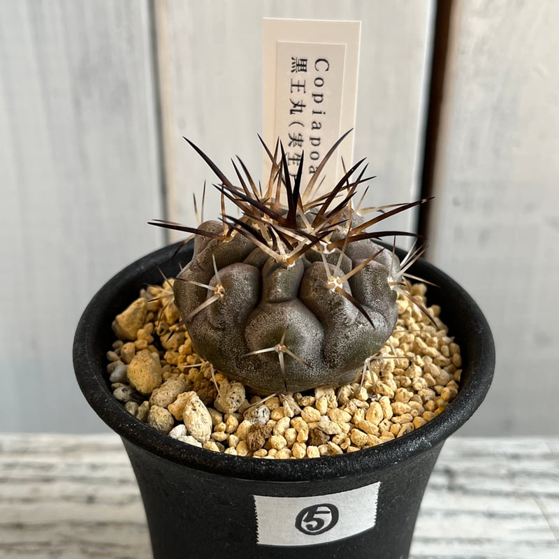 コピアポア 黒王丸⑤ | Hanayoshi