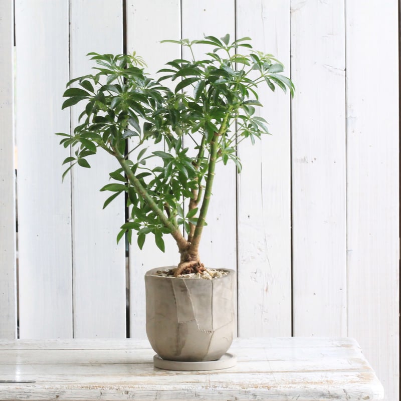 シェフレラ | Hanayoshi