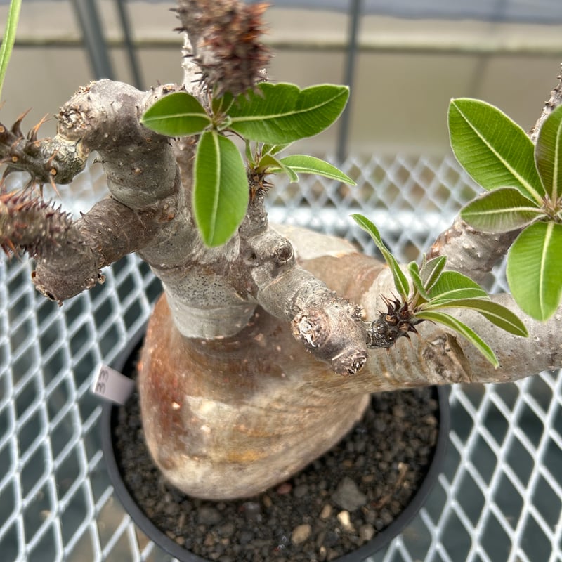 パキポディウムマカイエンセ -魔界玉- No.33 | KUROUSAGI