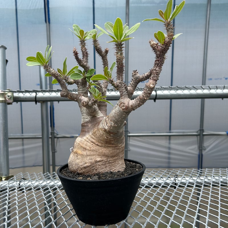 パキポディウムマカイエンセ -魔界玉- No.33 | KUROUSAGI