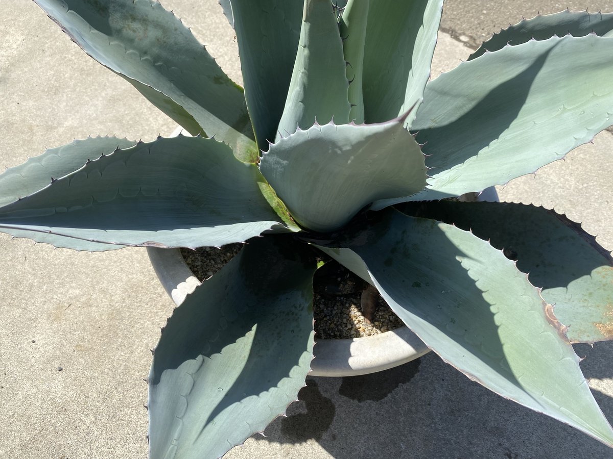 Agave ovatifolia】アガベ・オバティフォリア | ACE GARAGE 8 -