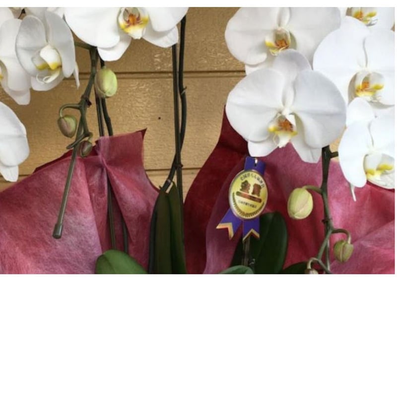 胡蝶蘭 3本立 ｟7寸 30輪未満｠ | BanBanプラザショップ