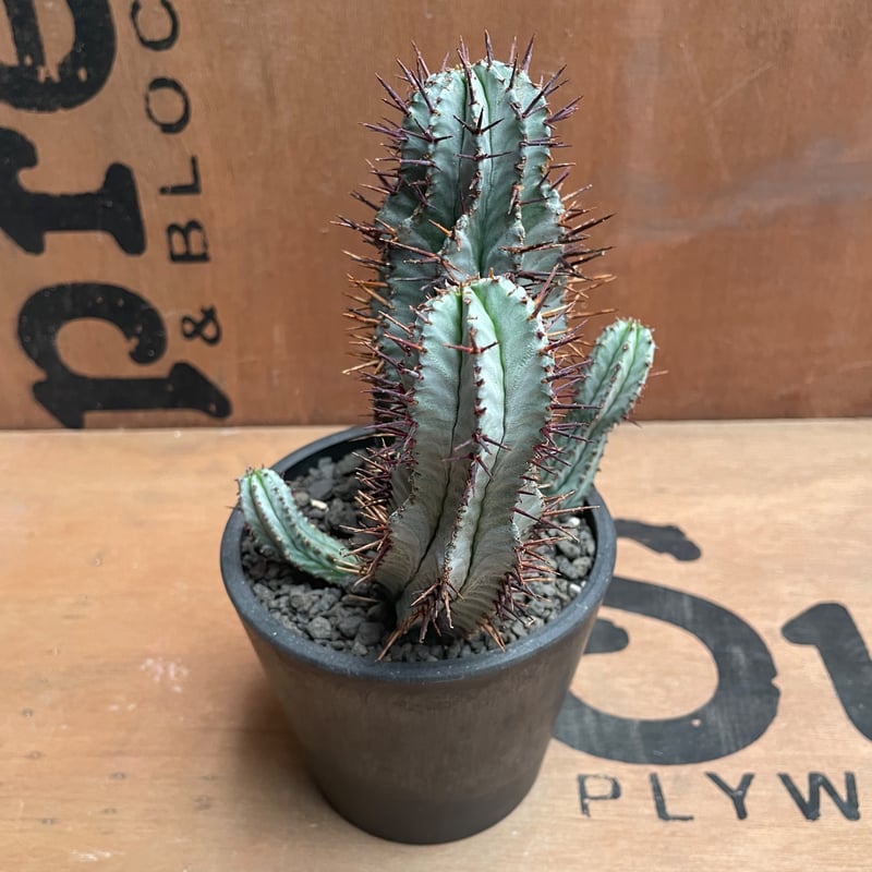 No.015 ユーフォルビア ホリダ / Euphorbia Horrida 