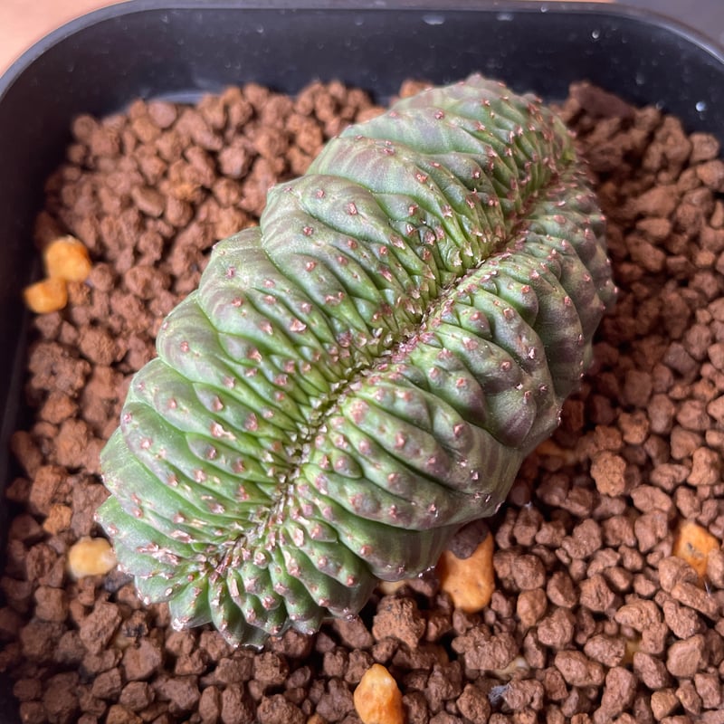 No.066 ユーフォルビア オベサ / Euphorbia Obesa モンスト 綴化 6