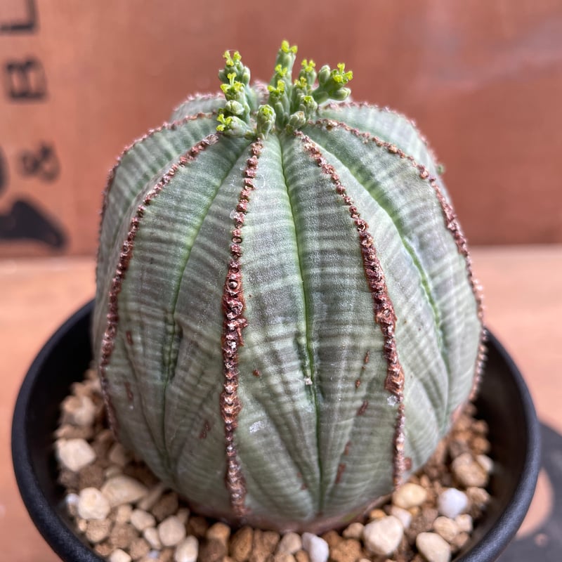 No.041 ユーフォルビア オベサ / Euphorbia Obesa Φ7 x 6.5cm