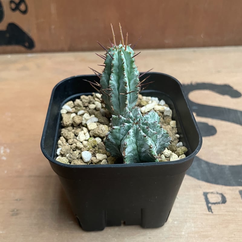 No.028 ユーフォルビア ホリダ / Euphorbia Horrida 子株×2 | N