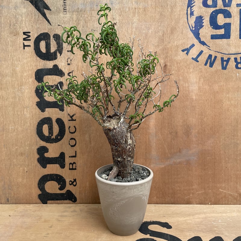 No.001 メストクレマ ツベローサム / Mestoklema tuberosum 冬型