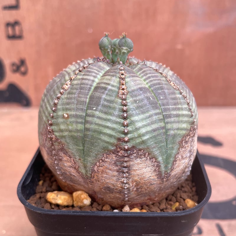No.009 ユーフォルビア オベサ / Euphorbia Obesa 木質化 クラウン 7