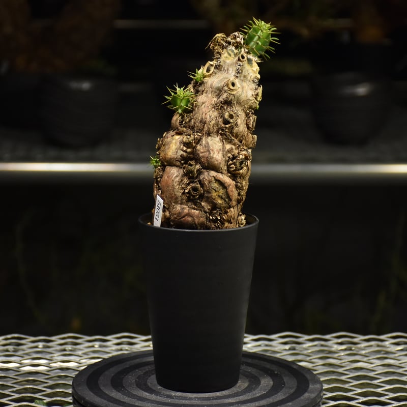 Euphorbia mlanjeana ユーフォルビア ムランジーナ 発根済現地株 I37 |