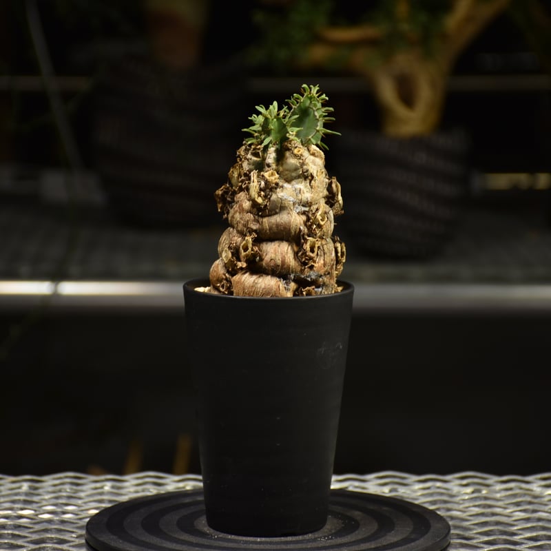 Euphorbia mlanjeana ユーフォルビア ムランジーナ 発根済現地株 E62 |