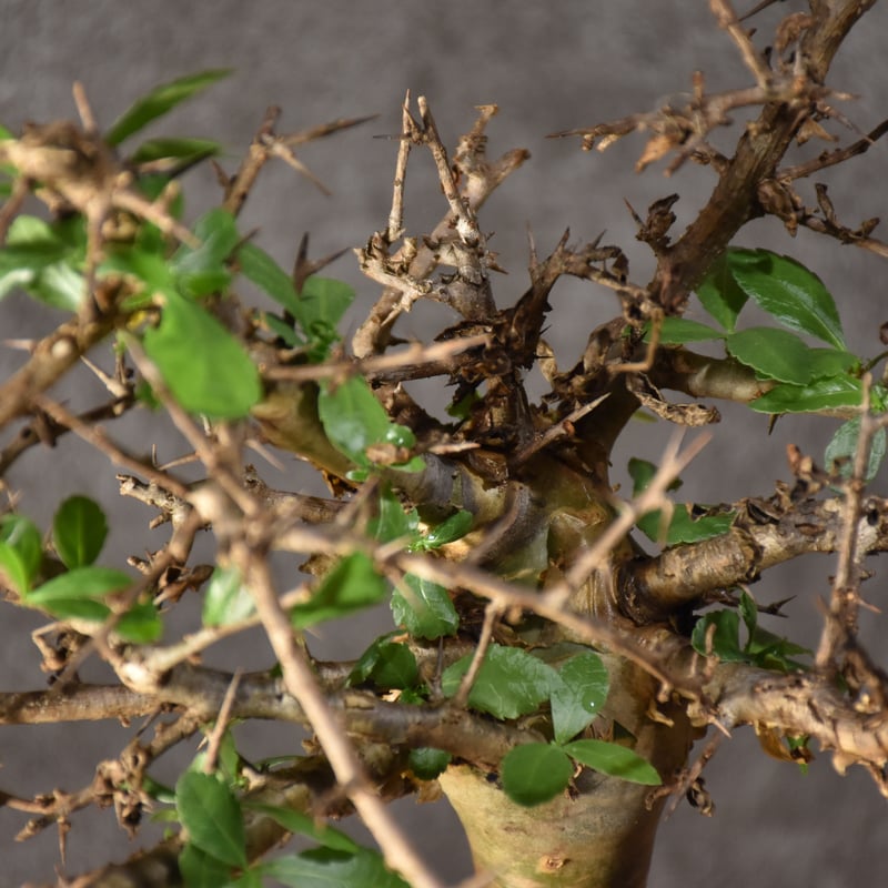 Commiphora habessinica コミフォラ ハベシニカ 発根済現地株 #2 |