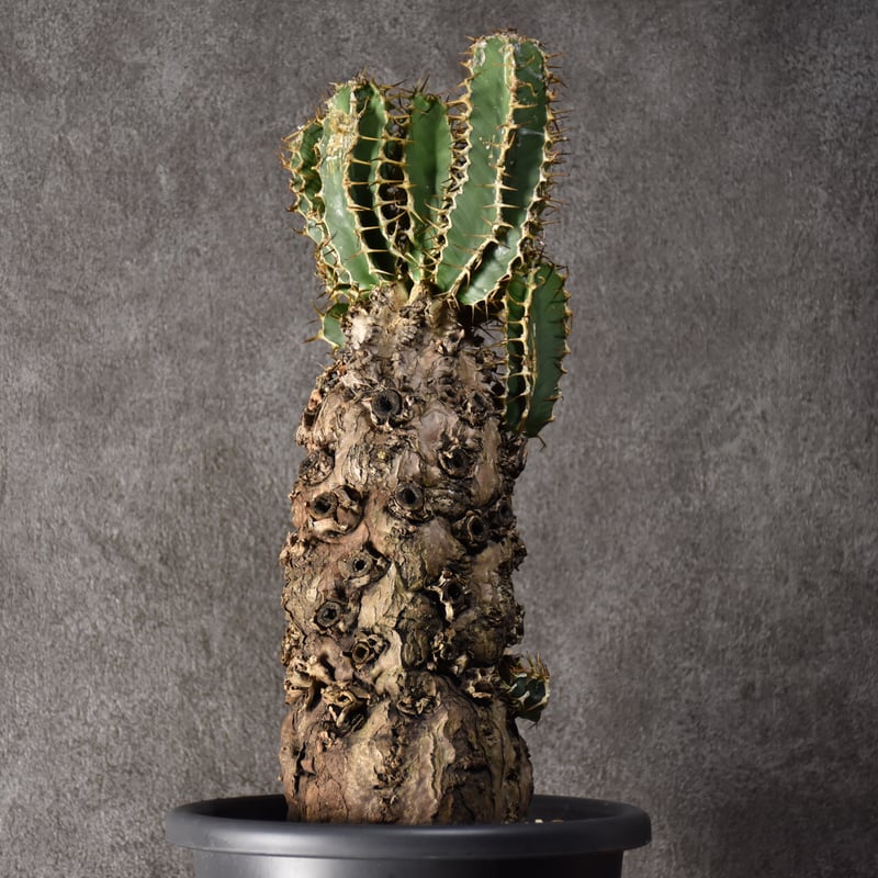 Euphorbia mlanjeana ユーフォルビア ムランジーナ 発根済現地株 #3 |