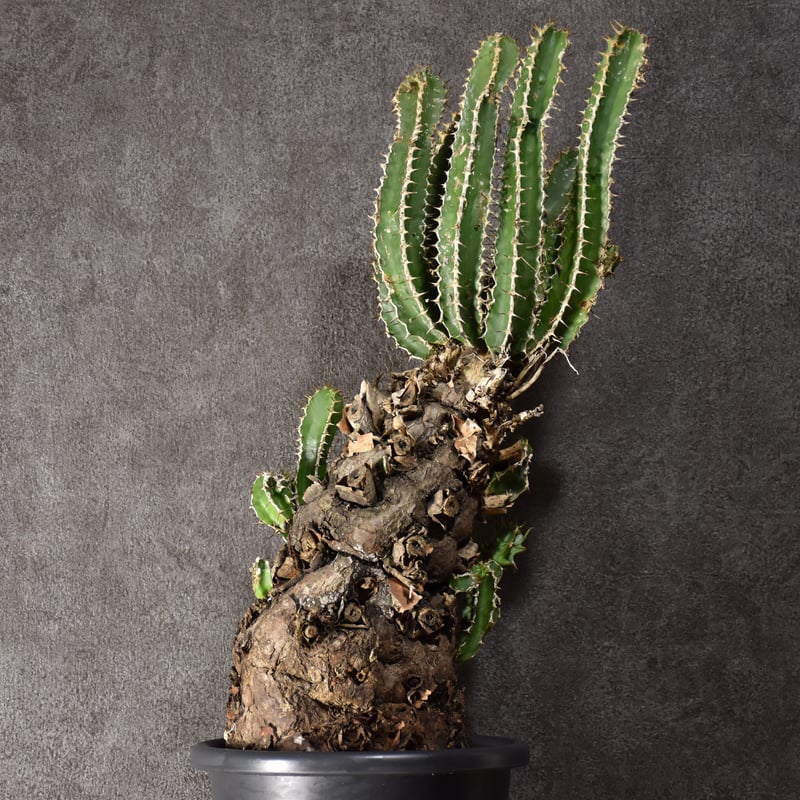 Euphorbia mlanjeana ユーフォルビア ムランジーナ 発根済現地株 #5 |