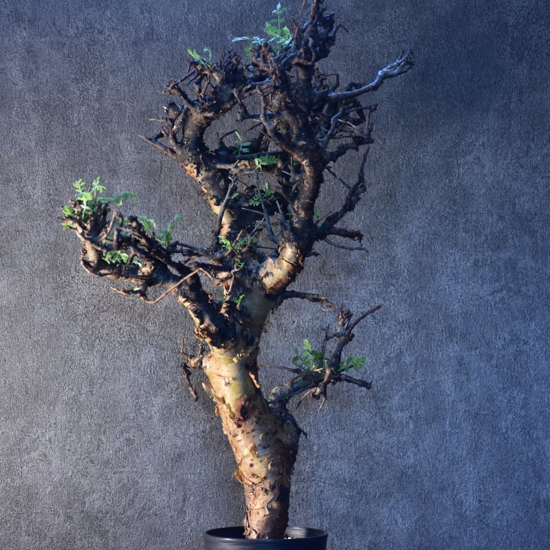 Commiphora pinnate leaves コミフォラ ピンネイトリーブス 発根済現地