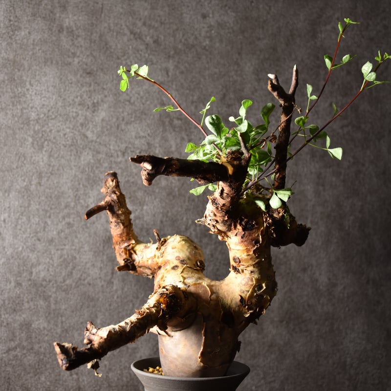 Commiphora kataf pure コミフォラ ピュアカタフ 発根済現地株 1 ソマリ