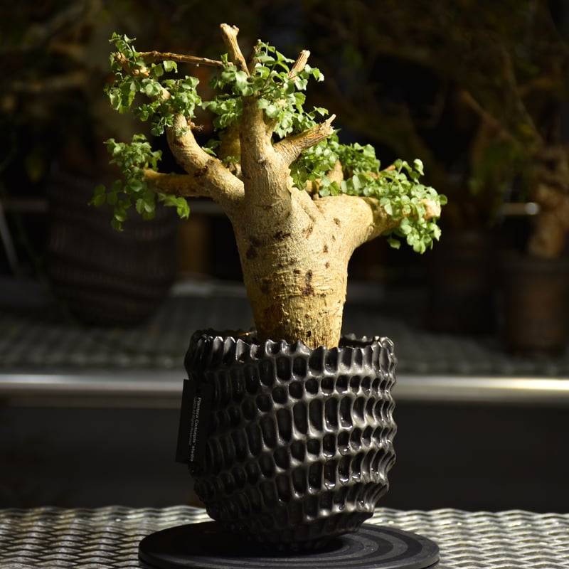 Commiphora saxicola コミフォラ サクシコラ 発根済現地株 C10 | BO