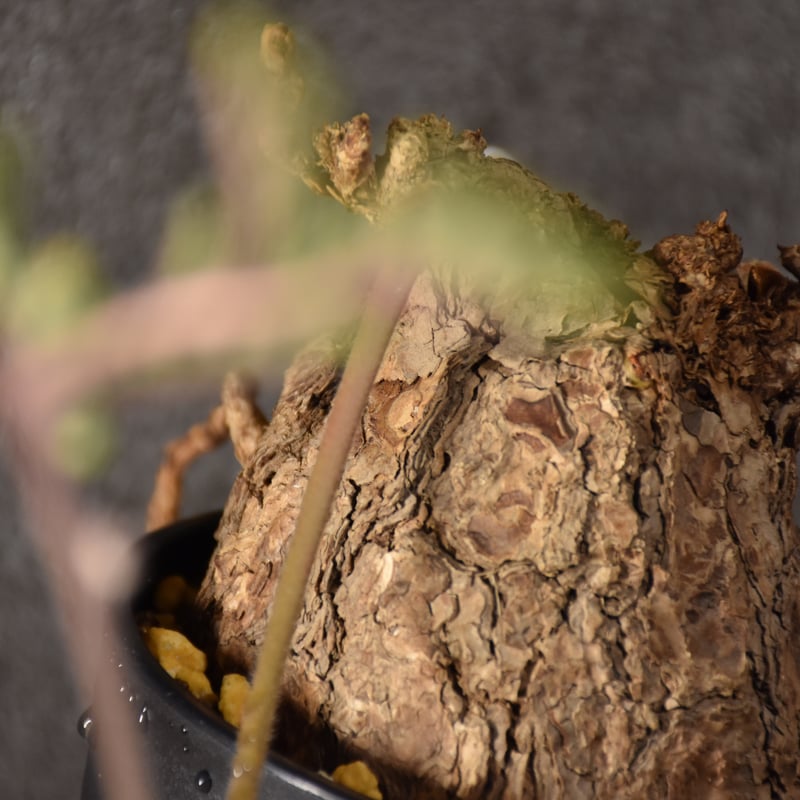 Pelargonium triste ペラルゴニウム トリステ 発根済現地株 #5 | BONDEX