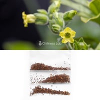 Acacia Confusa 種子 | Chillness Lab