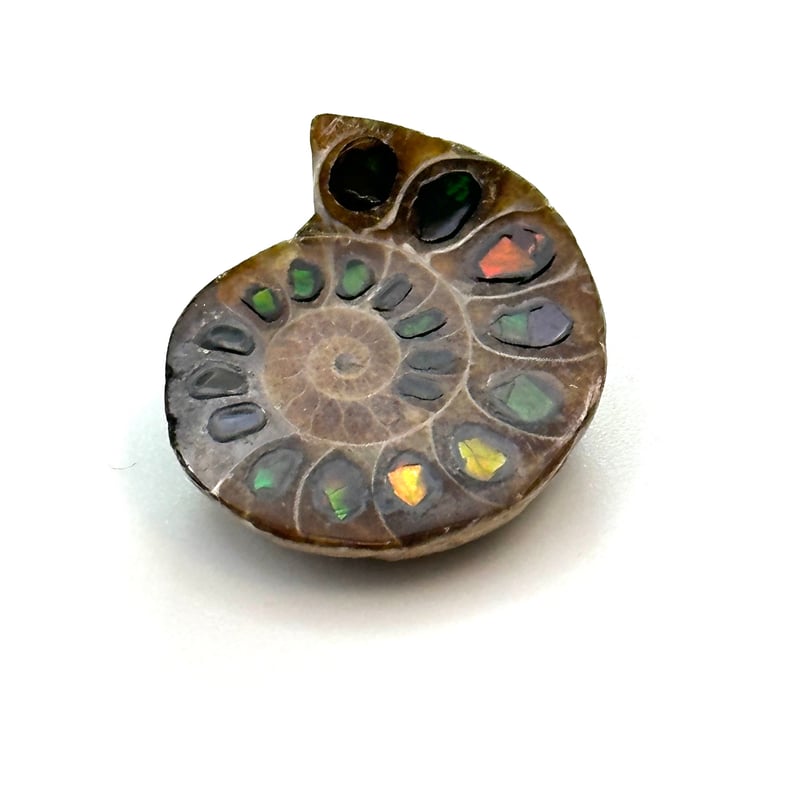 芸術品】アンモナイトに宝石アンモライトを埋め込んで作った