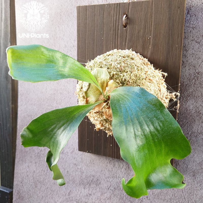 初入荷! ビカクシダ ヒリードラゴン Platycerium hillii cv.Dragon