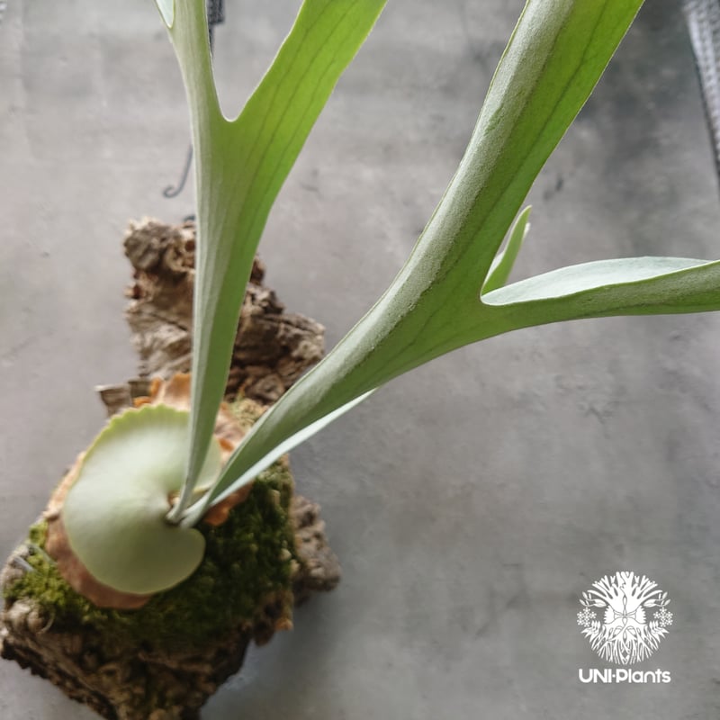 ビカクシダ ベイチー シルバーフロンド Patycerium veitchii cv. Sil