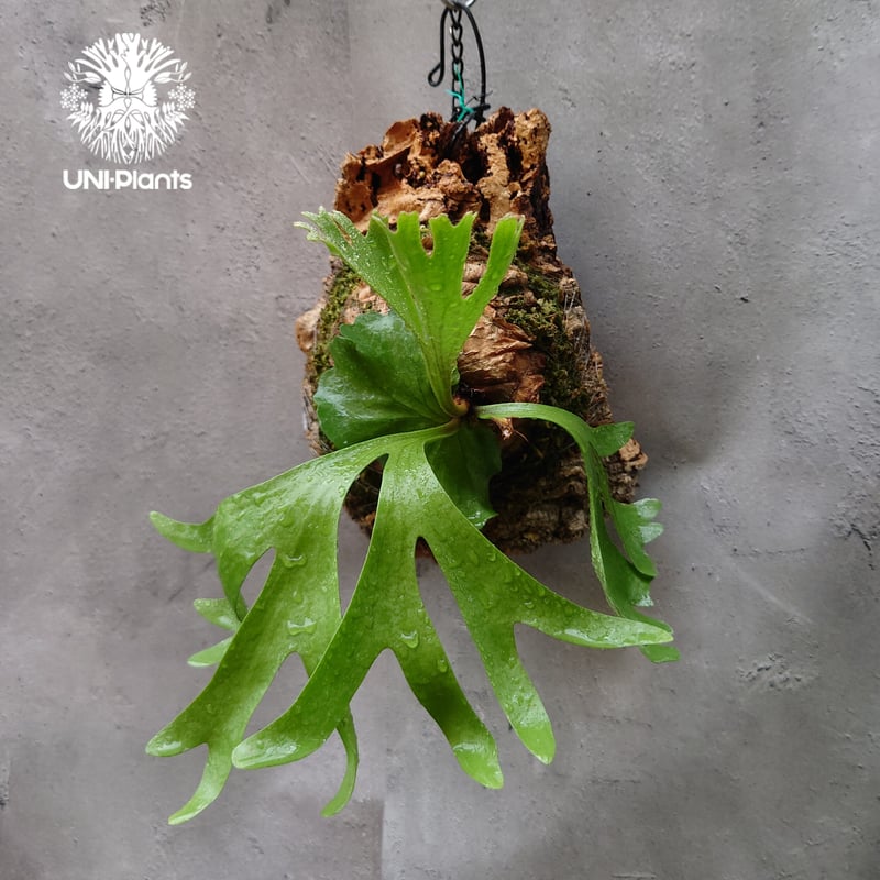 ビカクシダ リドレイ Platycerium ridleyi コウモリラン ビカクシダ