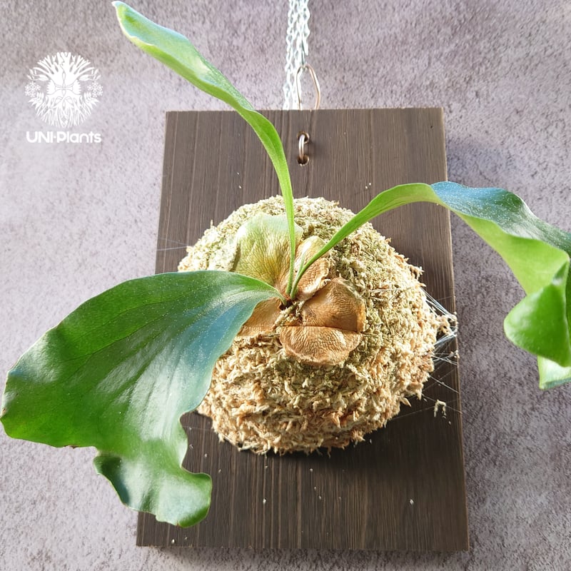 初入荷! ビカクシダ ヒリードラゴン Platycerium hillii cv.Dragon