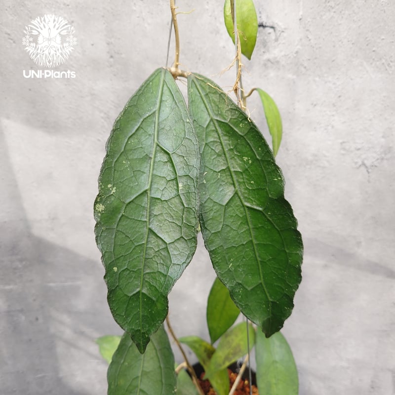 限定1株入荷 Hoya Clemensiorum short leaves ホヤ クレメンシ