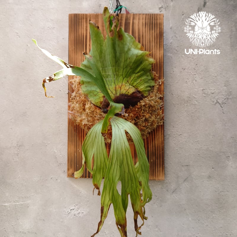 ビカクシダ コロナリウム Platycerium coronarium コウモリラン ビカク