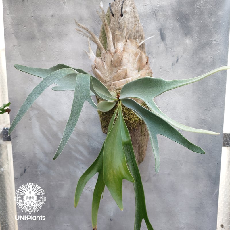 ビカクシダ ベイチー(子株) Platycerium veitchii(pup) コウモリラン